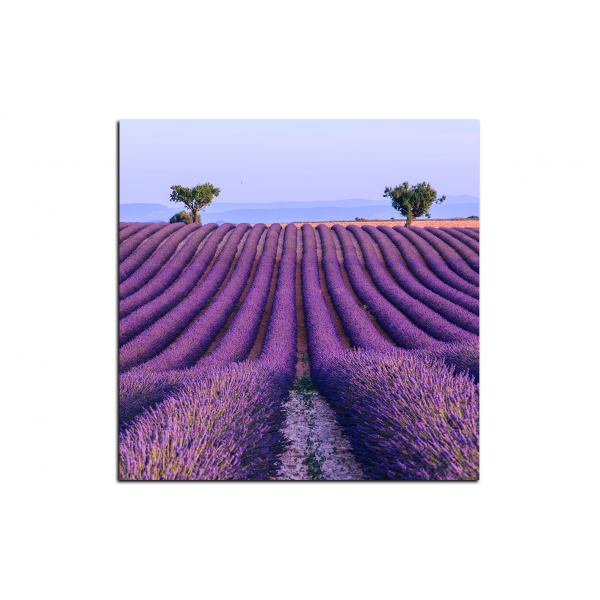 Obraz na plátně - Levandulové pole v létě - čtverec